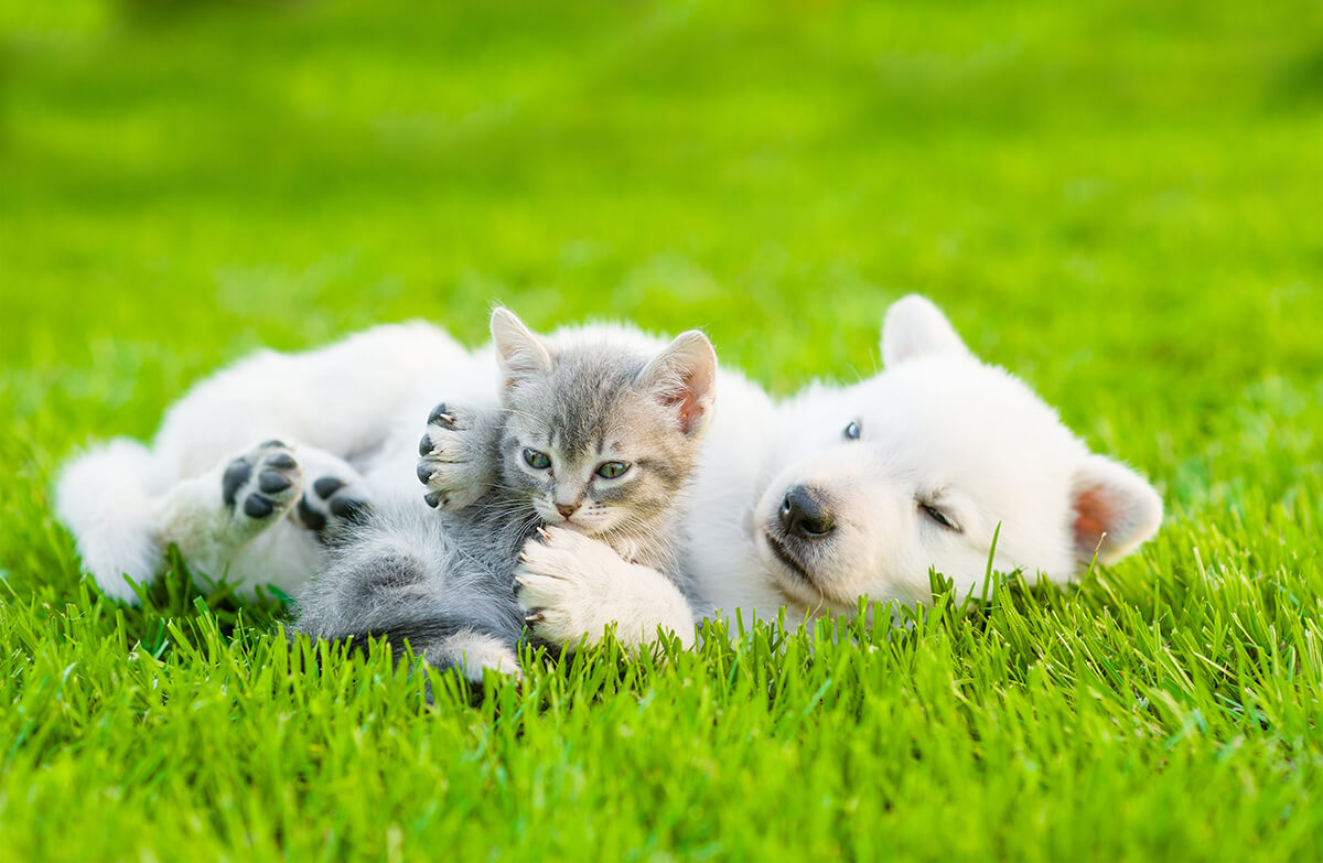 芝生の上に犬と猫が気持ちよさそうに寝転がっている画像