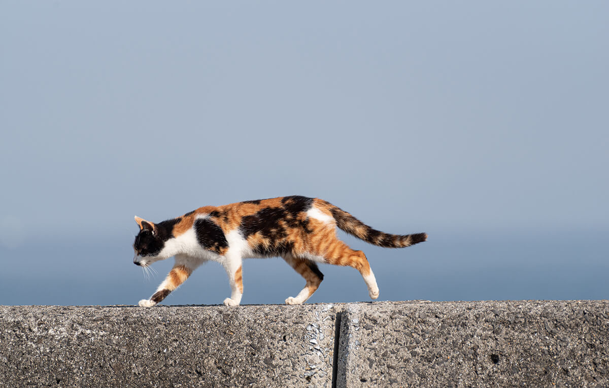 人工芝で猫対策ができる理由