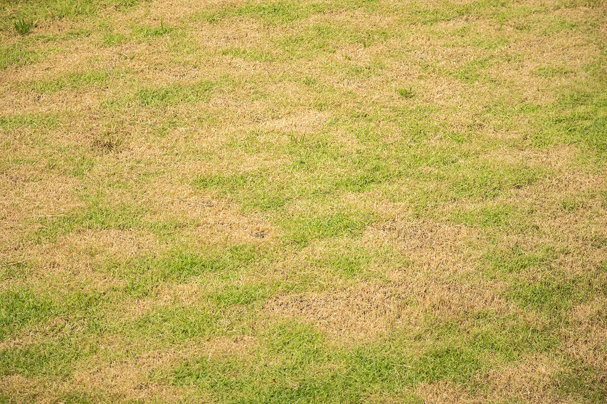 天然芝から人工芝への切り替えは秋冬がおすすめ