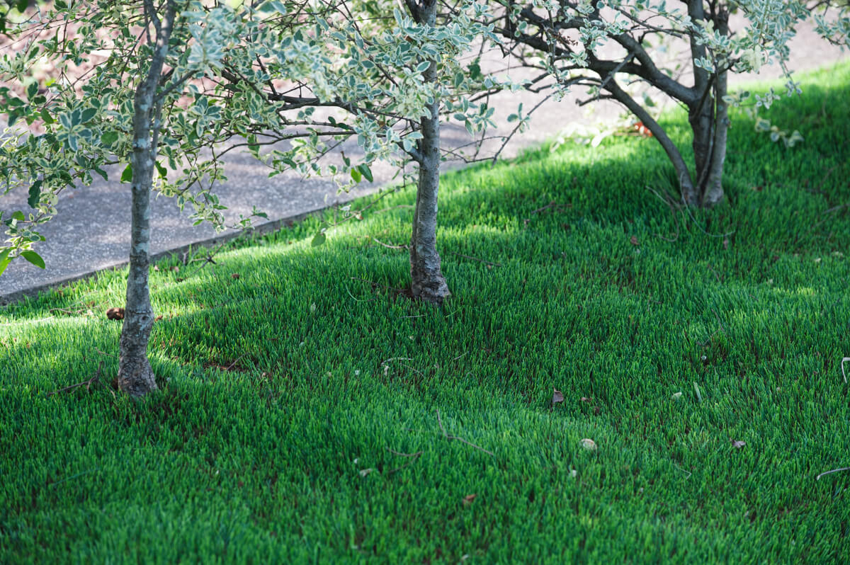 保育園の天然芝から人工芝への入れ替え工事の写真